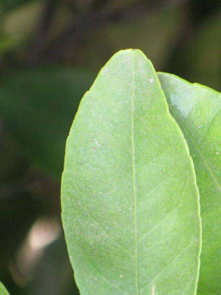              Margin (Riverside, CA)       